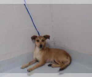 Chiweenie Dogs for adoption in Pasadena, TX, USA