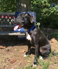 Coonhound-Labrador Retriever Mix Dogs for adoption in Bostic, NC, USA