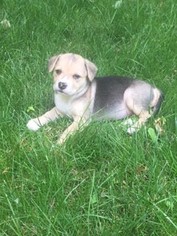 Small American Staffordshire Terrier-Labrador Retriever Mix