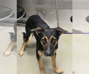 German Shepherd Dog-Unknown Mix Dogs for adoption in Las Vegas, NV, USA
