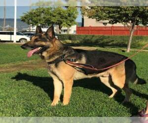 German Shepherd Dog Dogs for adoption in Alameda, CA, USA