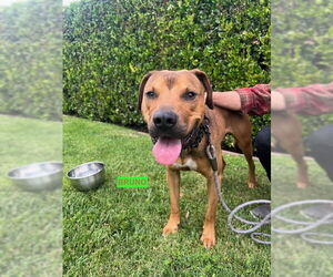 American Pit Bull Terrier-Labrador Retriever Mix Dogs for adoption in Woodland Hills, CA, USA