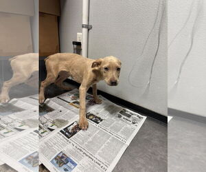 Catahoula Leopard Dog-Unknown Mix Dogs for adoption in Sanford, FL, USA