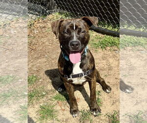 American Pit Bull Terrier-Unknown Mix Dogs for adoption in Millersville, MD, USA