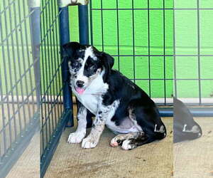 Great Dane-Unknown Mix Dogs for adoption in SHERBURNE, NY, USA