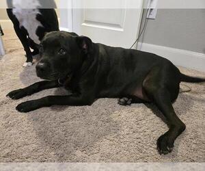 American Staffordshire Terrier-Unknown Mix Dogs for adoption in San Antonio, TX, USA