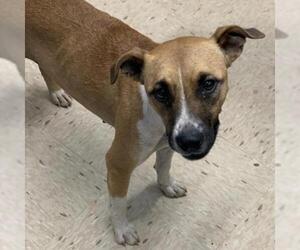 Black Mouth Cur Dogs for adoption in Lucedale, MS, USA