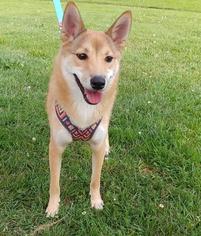 Imo-Inu Dogs for adoption in Fargo, ND, USA