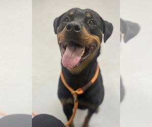 Rottweiler Dogs for adoption in Louisville, KY, USA