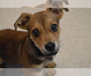 Border Terrier Dogs for adoption in Olathe, KS, USA