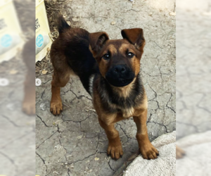 Doberman Pinscher-Unknown Mix Dogs for adoption in Ventura, CA, USA