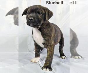 Mastador Dogs for adoption in Griffin, GA, USA