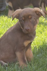Medium Photo #21 Rottweiler-Unknown Mix Puppy For Sale in Salt Lake City, UT, USA