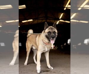 Akita Dogs for adoption in Pottstown, PA, USA