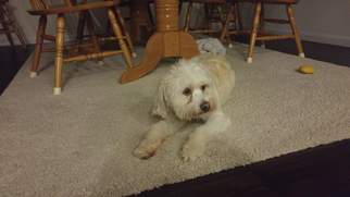 Havanese Dogs for adoption in Newport, KY, USA