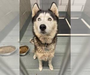 Siberian Husky Dogs for adoption in Baytown, TX, USA
