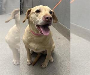 Labrador Retriever-Unknown Mix Dogs for adoption in Las Vegas, NV, USA