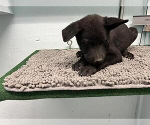 German Shepherd Dog-Great Pyrenees Mix Dogs for adoption in Downey, CA, USA