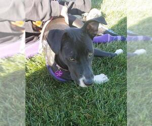 Borador Dogs for adoption in Aurora, CO, USA