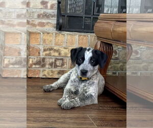 Mutt Dogs for adoption in Euless, TX, USA