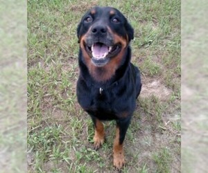 Rottweiler Dogs for adoption in Minneola, FL, USA