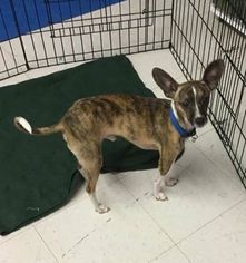 Italian Greyhuahua Dogs for adoption in Roanoke, VA, USA