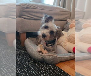 Cairn Terrier-Unknown Mix Dogs for adoption in San Diego, CA, USA