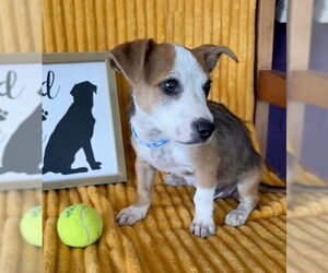 Rat Terrier-Unknown Mix Dogs for adoption in Genesee, WI, USA