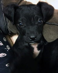 Medium Photo #1 Labrador Retriever Puppy For Sale in San Diego, CA, USA