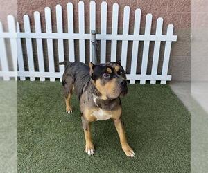 American Pit Bull Terrier-Unknown Mix Dogs for adoption in Modesto, CA, USA