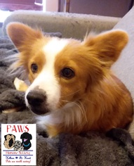 Pomeranian Dogs for adoption in Killeen, TX, USA