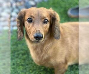 Dachshund Dogs for adoption in Los Angeles, CA, USA