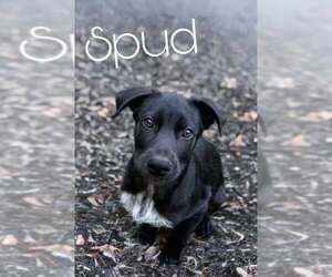 Mutt Dogs for adoption in Princeton, MN, USA