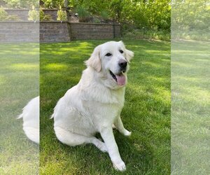 Great Pyrenees Dogs for adoption in New York, NY, USA
