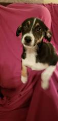 Sheprador Dogs for adoption in Rosenberg, TX, USA