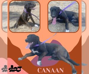 Border Collie-Retriever  Mix Dogs for adoption in Lindsay, CA, USA