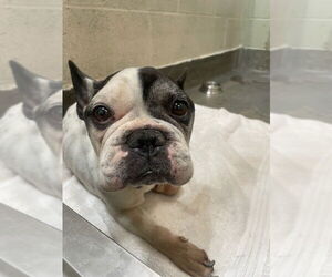 French Bulldog Dogs for adoption in Upland, CA, USA