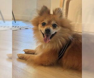Pomeranian Dogs for adoption in Fremont, CA, USA