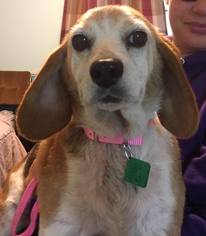 Beagle Dogs for adoption in Clarkston, MI, USA
