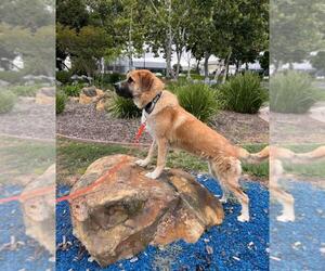 Anatolian Shepherd-Unknown Mix Dogs for adoption in Incline Village, NV, USA