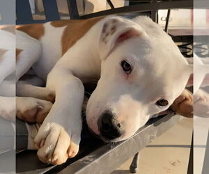 American Bulldog-Unknown Mix Dogs for adoption in Alexander, AR, USA