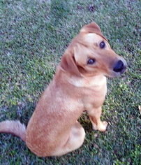 Labrador Retriever-Unknown Mix Dogs for adoption in Alvin, TX, USA