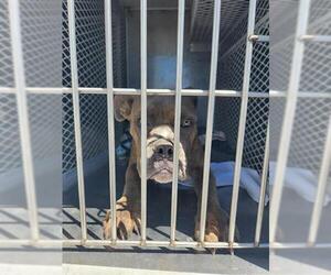 Mastiff Dogs for adoption in Bakersfield, CA, USA