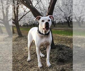 American Bulldog-Unknown Mix Dogs for adoption in Los Banos, CA, USA
