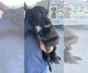 Chihuahua Dogs for adoption in Bakersfield, CA, USA