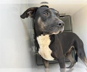German Shepherd Dog-Unknown Mix Dogs for adoption in Houston, TX, USA
