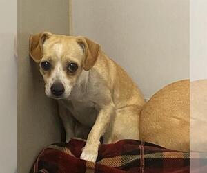 Chihuahua-Unknown Mix Dogs for adoption in Modesto, CA, USA