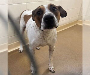 American Pit Bull Terrier-Unknown Mix Dogs for adoption in Anchorage, AK, USA