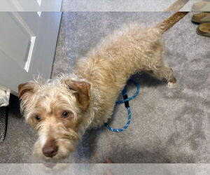 Mutt Dogs for adoption in Rockaway, NJ, USA