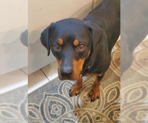 Rottweiler Dogs for adoption in Catasauqua, PA, USA